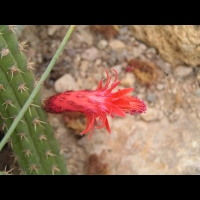 Cleistocactus samaipatanus (fam Cactacees) (Bolivie) (2)
